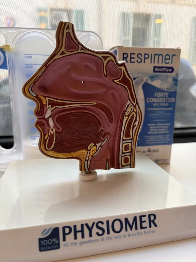 Une maquette des voies respiratoires au cabinet